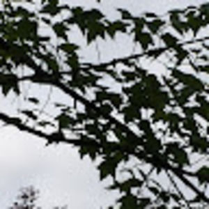 Meet your Posher, Oliver